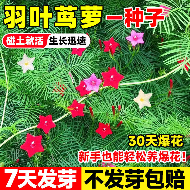羽叶茑萝花种籽五角星花种子爬藤观赏植物花苗盆栽四季开花易成活