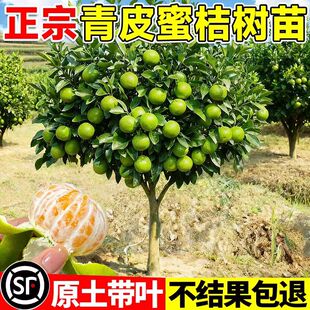 特早熟青皮蜜橘苗大分桔子树大分四号蜜桔桔子苗日南一号果树果苗