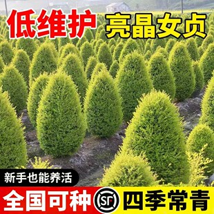 亮晶女贞塔形球型棒棒糖造型树别墅庭院耐寒耐热四季常青花境植物