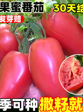 超甜芒果蜜番茄种子沙瓤西红柿苗