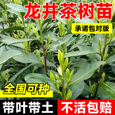 正宗茶叶苗龙井茶树苗四季种植绿