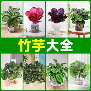 竹芋大全盆栽植物青苹果彩虹叶蝉飞羽猫眼红玫瑰水培绿植室内好养