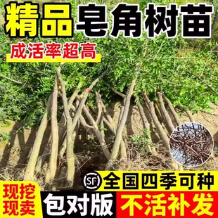 大刺皂角树苗老桩庭院阳台盆栽地栽带刺药用植物南北方种植大树苗