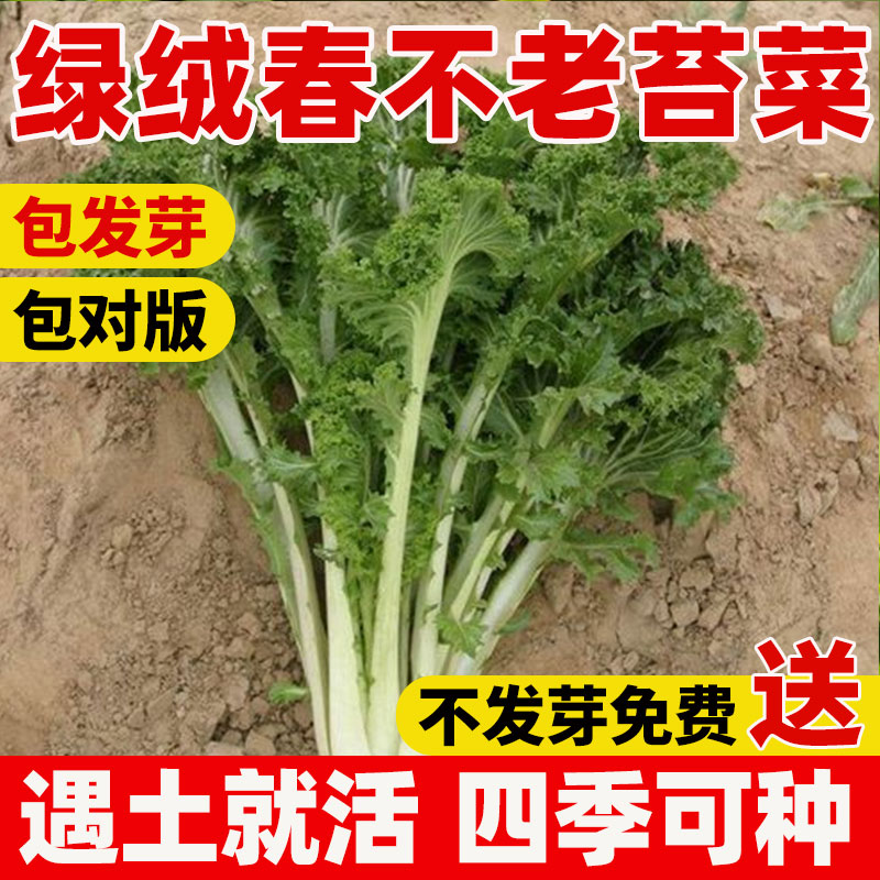 绿绒春不老苔菜种籽花叶苔菜种子