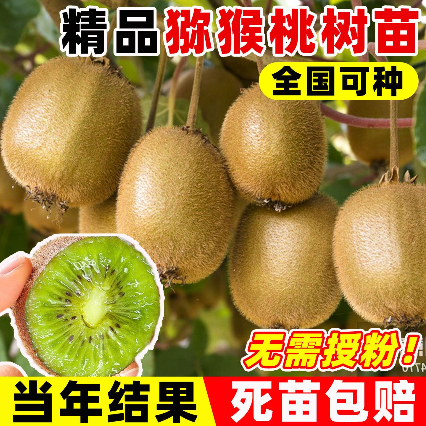 猕猴桃树果苗嫁接红心软枣