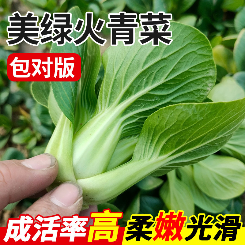 美绿火青菜种子鸡毛菜上海青菜菜图片