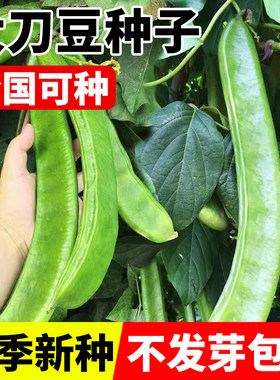 大刀豆种籽爬藤无架角老品