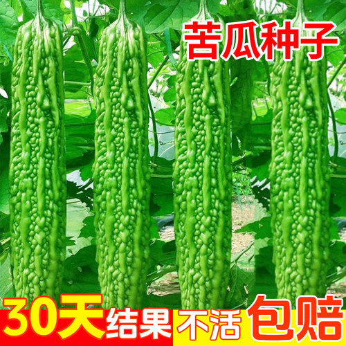 苦瓜种籽老品白苹果子大全