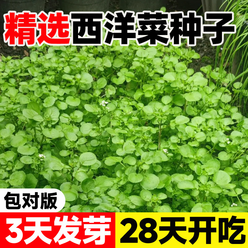 西洋菜种子豆瓣菜农家春秋阳台盆栽蔬菜四季水培儿童保健蔬菜种籽
