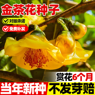 金茶花种籽子多年生花卉种子四季种植阳台盆栽庭院耐寒山茶花种籽