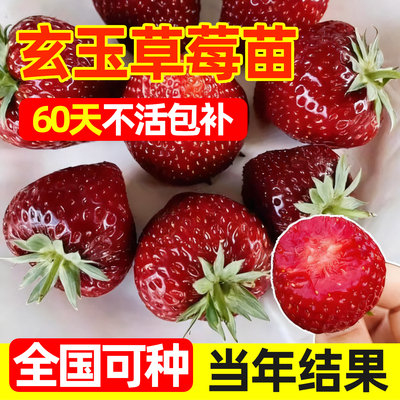 玄玉草莓苗四季结果真红美玲原盆