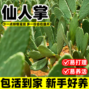 正宗云钻大红果可食用水果仙人掌能结果会开花阳台庭院盆栽地栽苗