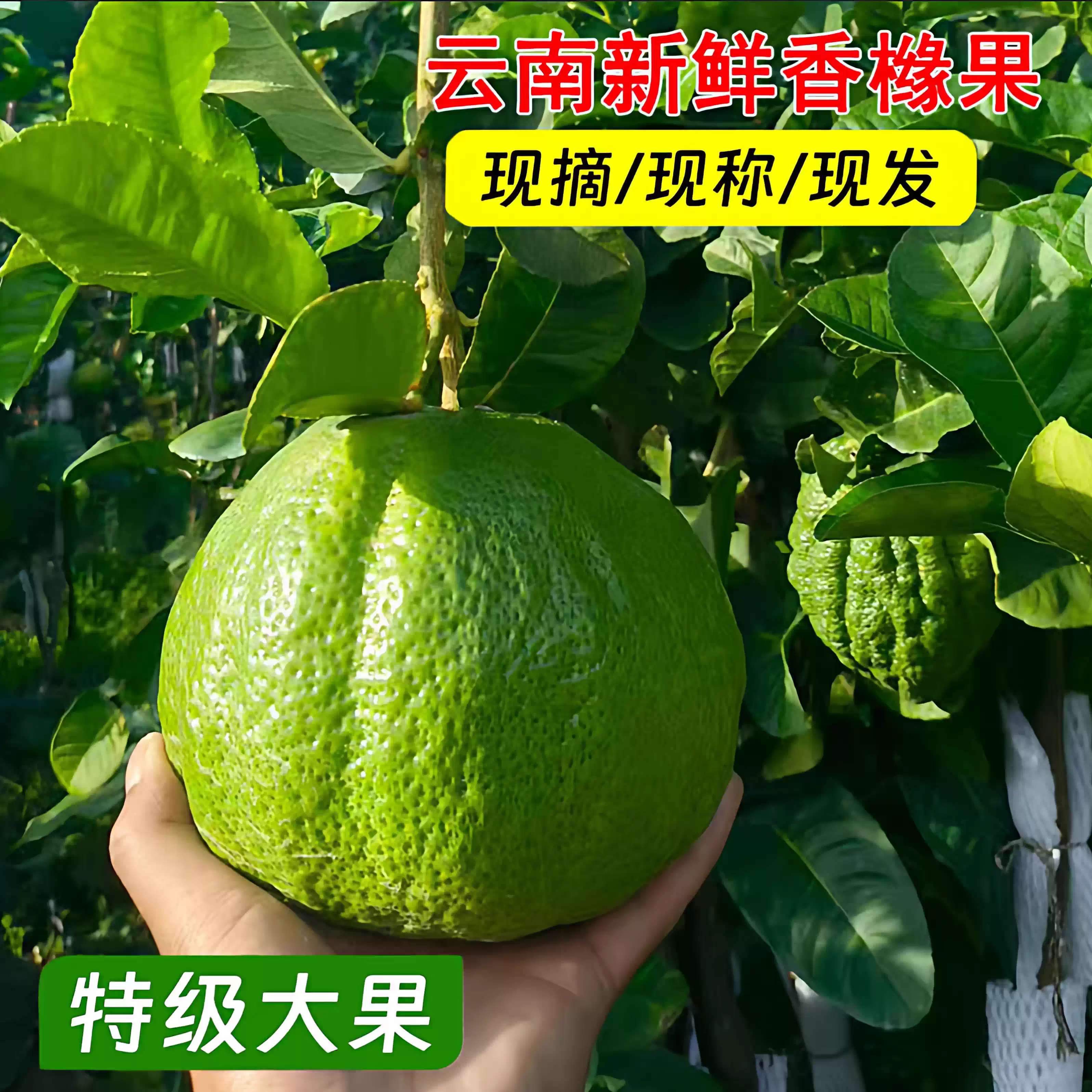 云南新鲜香橼果佛手柑新品种观赏
