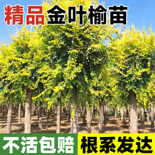 金叶榆树苗别墅庭院大型耐寒风景绿化树中华白榆黄金榔榆垂榆批发