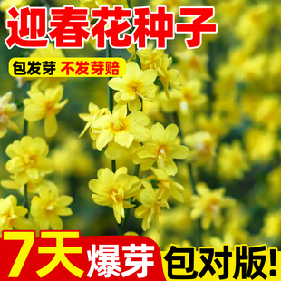 迎春花种子四季种植开花易活盆栽阳台庭院耐寒爬藤植物报春花种籽