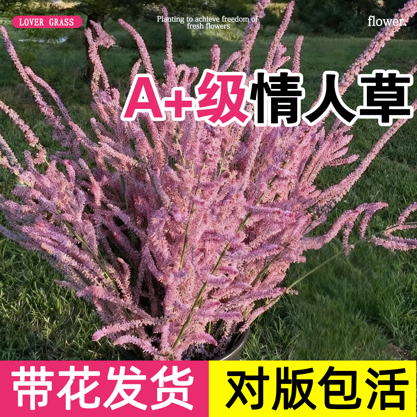 情人草花苗星晨花补血草勿忘我盆