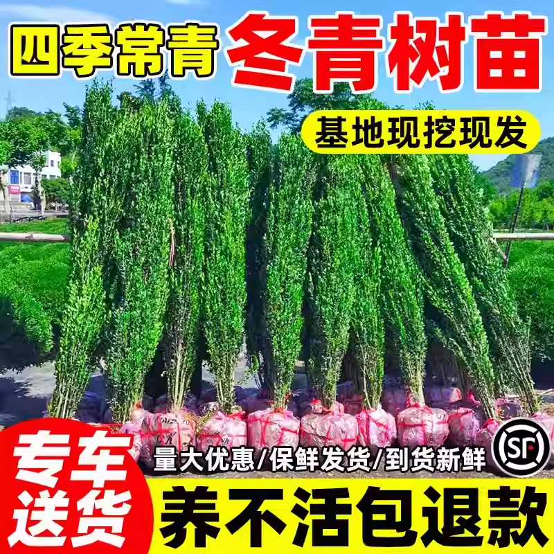 冬青树苗法国北海道黄杨直立篱笆