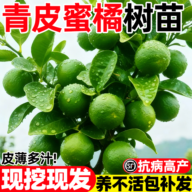 清香蜜橘树苗青皮巴西橘纯甜无酸青皮小桔子青龙橘广西果苗直销