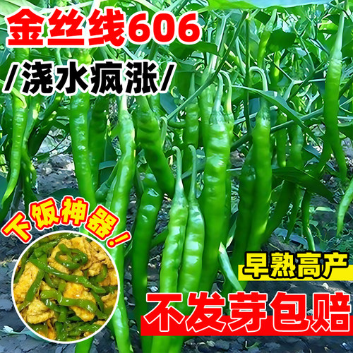 线椒种子辣椒种籽特辣蔬菜二荆条