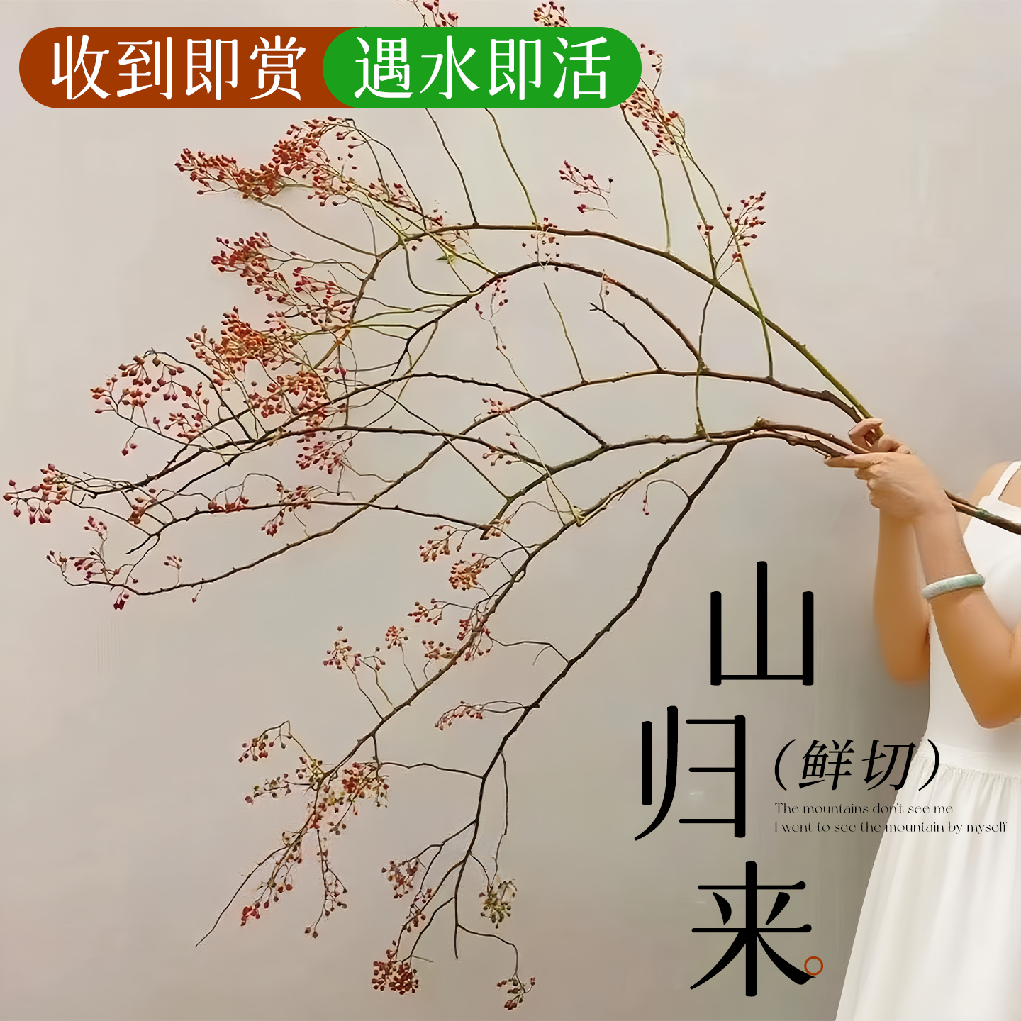 山归来鲜切花蔷薇果干枝条水培植