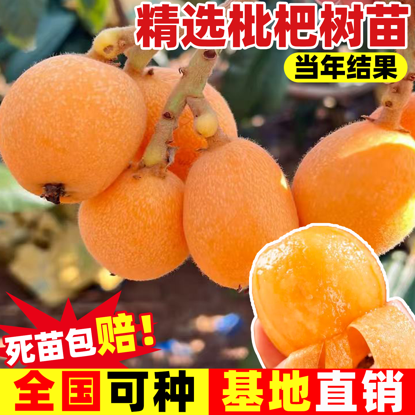 枇杷树苗无核砂糖枇杷苗无核