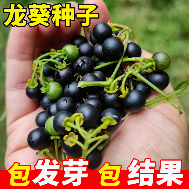 龙葵种子黑黝黝种籽四季种植易活阳台庭院盆栽水果野生蔬菜种孑苗