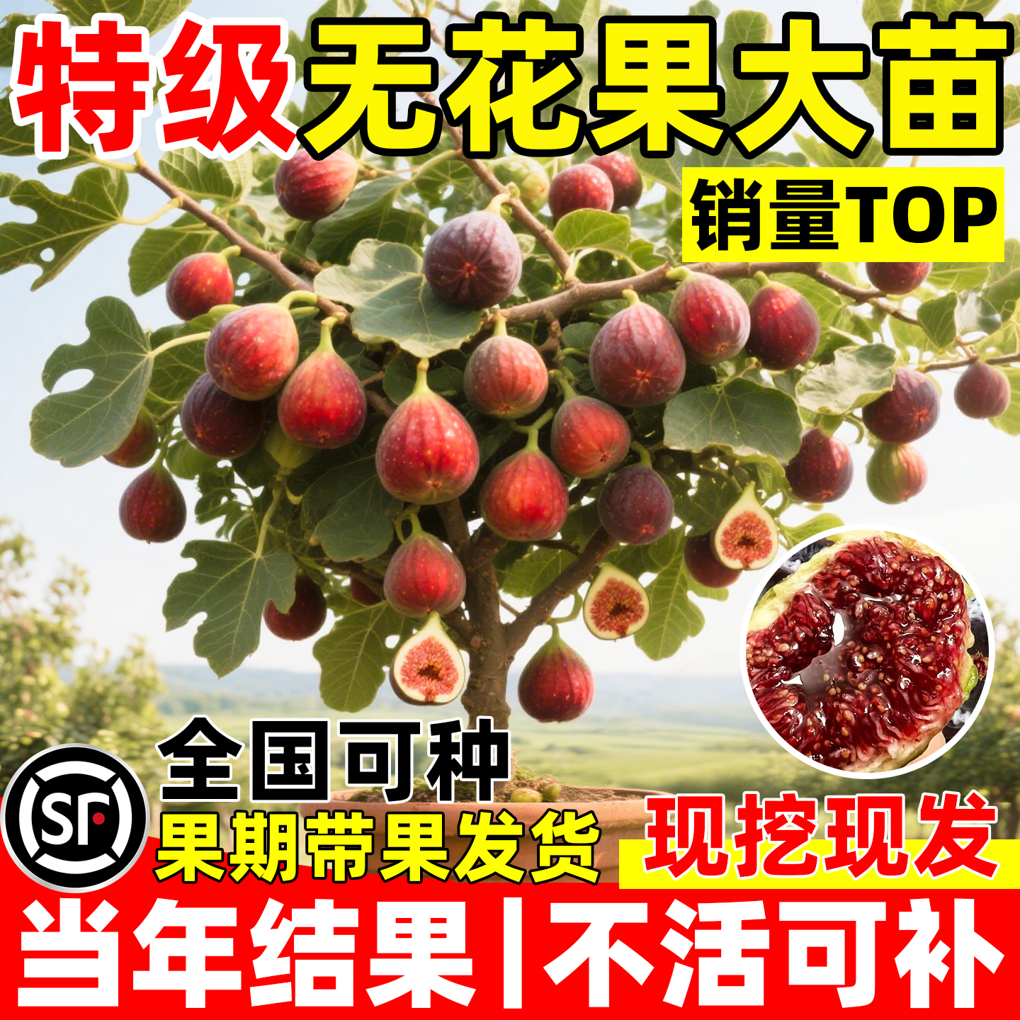 无花果树果苗当年结果特大果