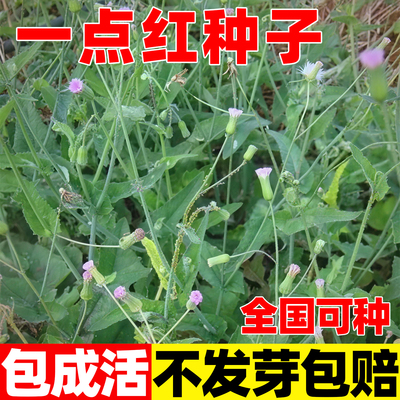 一点红羊蹄草种子籽食用野菜叶下