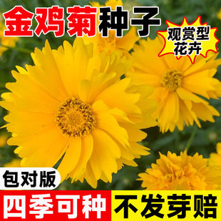 金鸡菊花籽多年生宿根矮生大花金鸡菊花种籽子四季易活单瓣重瓣