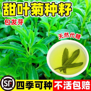 甜叶菊种籽甜菊香草蔬菜花种籽子阳台庭院室内外四季播种开花花卉