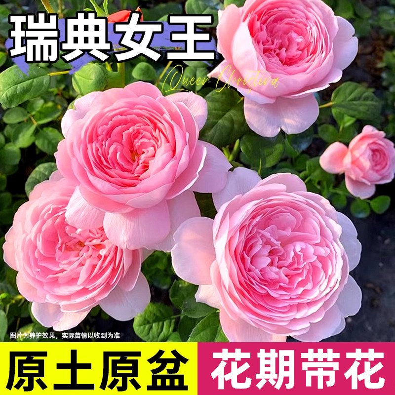 瑞典女王月季欧月花苗四季种植盆栽玫瑰特大花易养植物庭院好养