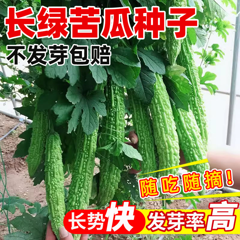 长绿苦瓜种子四季阳台季庭院阳台盆栽蔬果常绿苦瓜种子大全蔬菜