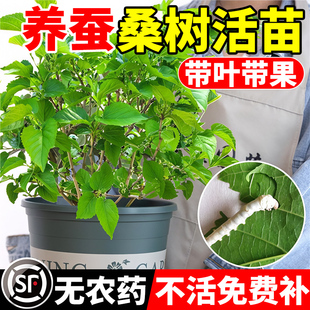 桑树活苗桑叶树苗盆栽养蚕食用大叶桑葚强桑一号蚕桑苗四季种果树