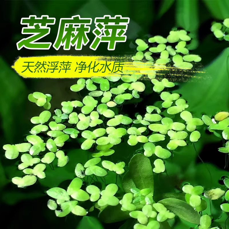 芝麻浮萍小叶萍水草喂鱼喂龟好