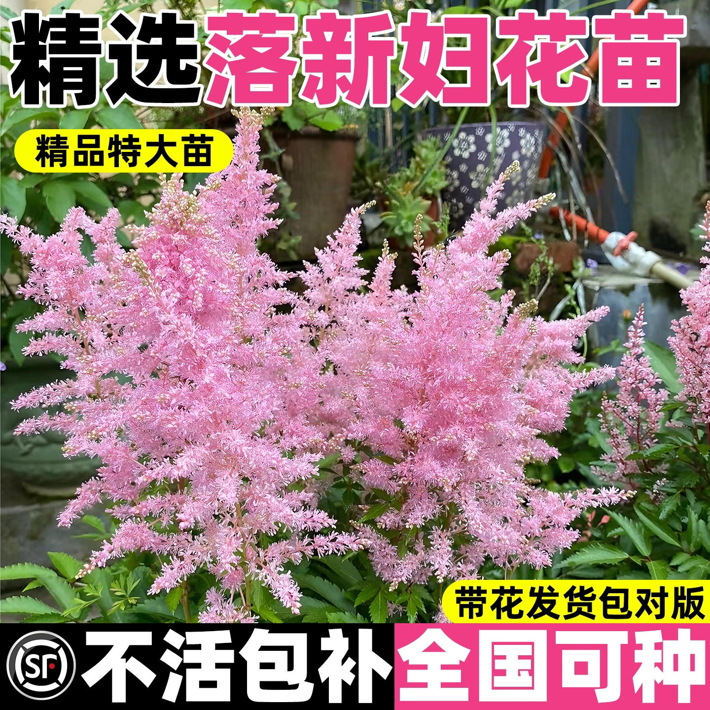 落新妇花苗盆栽络新妇四季绿植开