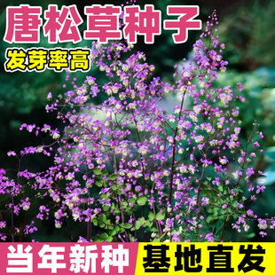 唐松草星辰花种子淡紫色迷雾花四季播种耐寒耐旱庭院阳台盆栽种籽