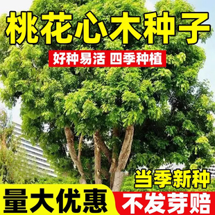 桃花心木种子非洲楝种子林木种孑四季种植大乌檀木大叶褐檀木种籽