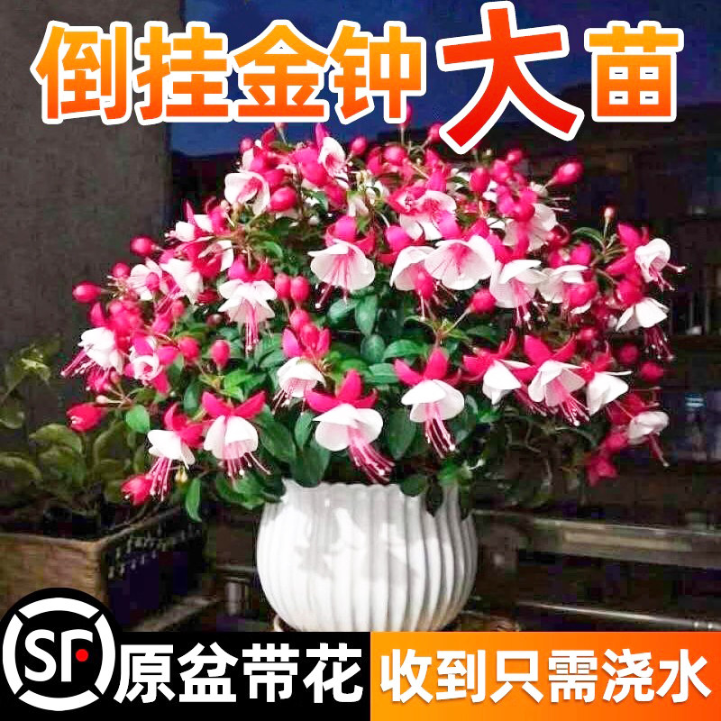 倒挂金钟盆栽籽灯笼花多季开花卉盆栽植物带花苞重瓣大花老桩花苗,鲜花速递/花卉仿真/绿植园艺,时令草本花卉,淘宝优惠券,粉丝福利购,淘宝优惠卷