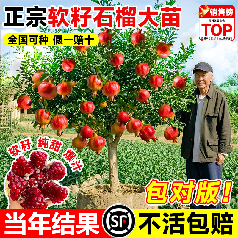 石榴树庭院果树树苗突尼斯软籽无籽特大蒙阳盆栽庭院水果带土果苗