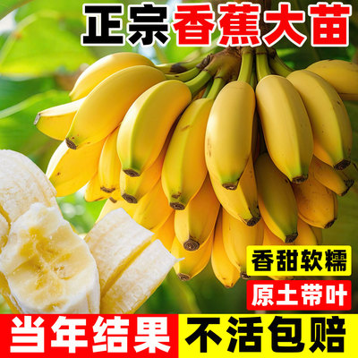 香蕉树苗耐寒矮化南方北四