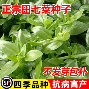 田七菜种籽四季种植易成活早熟抗病高产特色保健菜三七种子盆栽苗