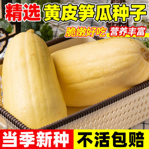 黄皮笋瓜种子早熟肉质细密