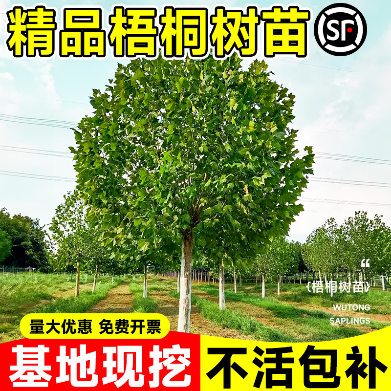法国梧桐树树苗大树庭院风景树行