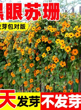 黑眼苏珊种子大花老鸭嘴牵牛花