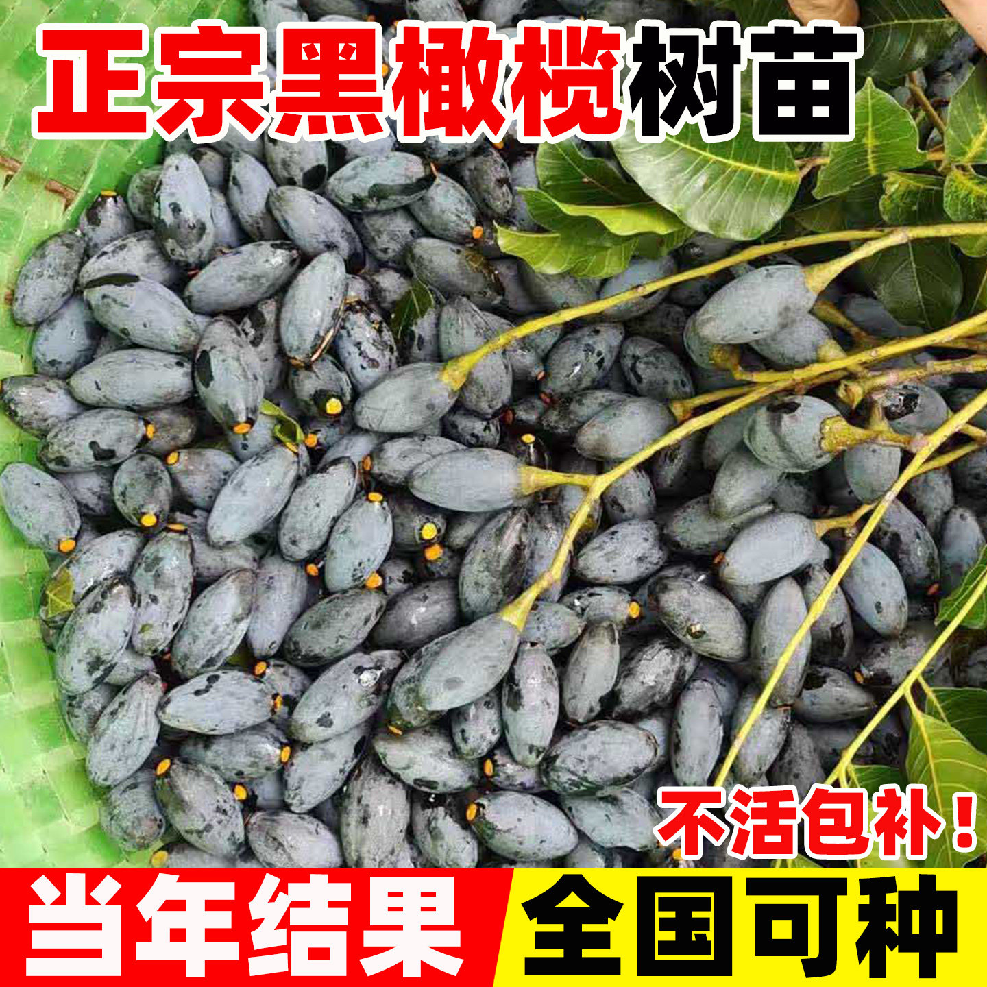 黑橄榄树果苗南方种植当年结果图片