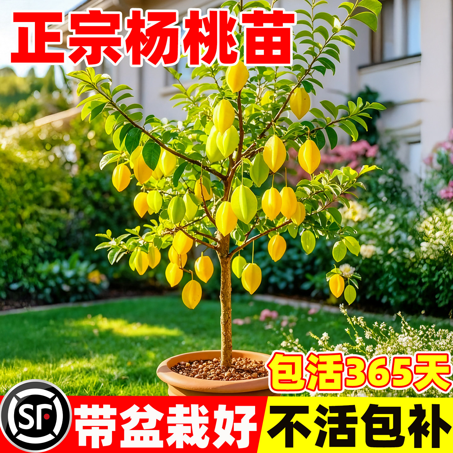 杨桃树苗纯甜嫁接特大果树苗台湾图片