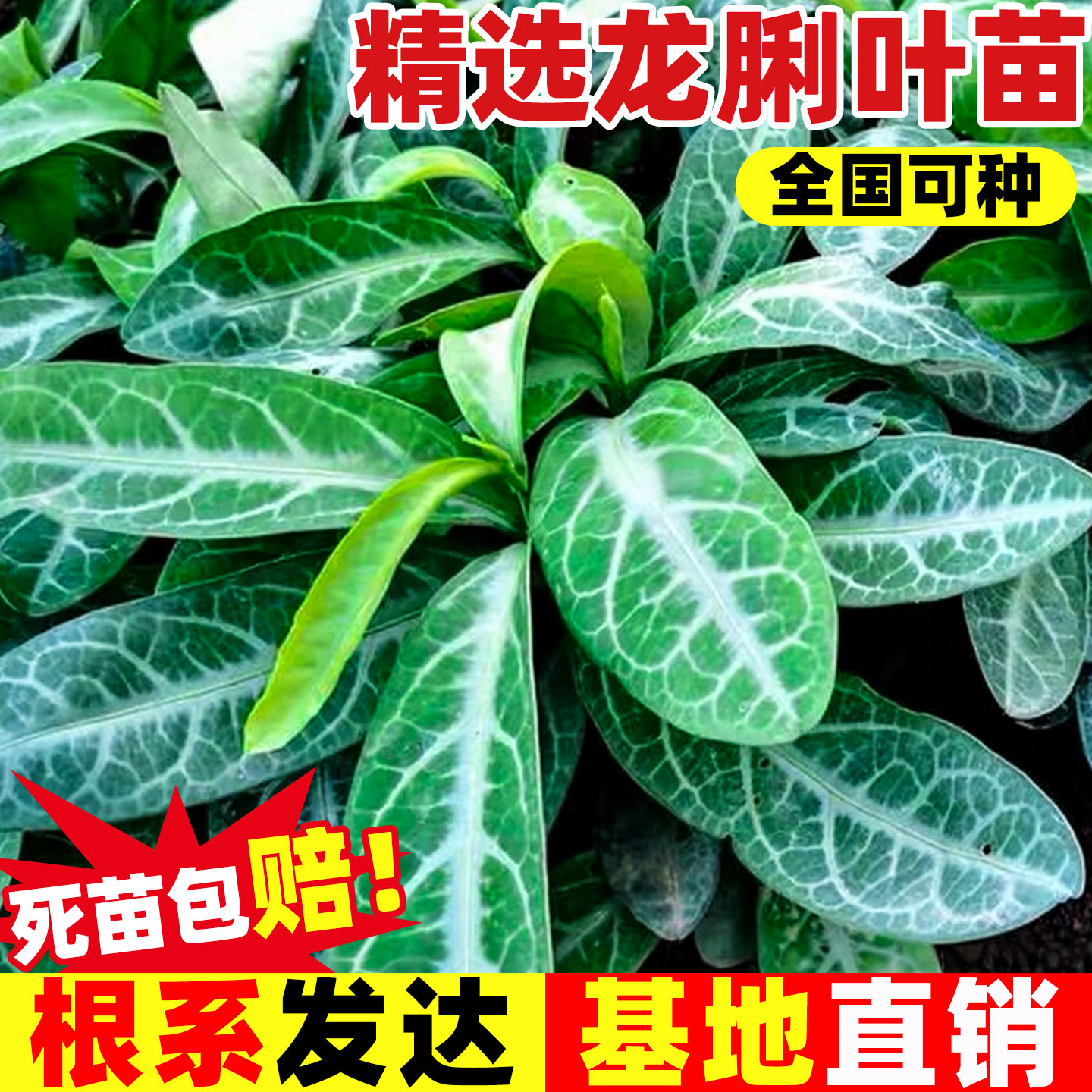 龙脷叶种苗中草药苗龙舌