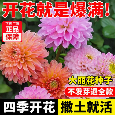 大丽花种子四季开重瓣小易