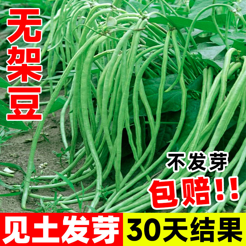 春秋无架长豆角四季种植盆栽