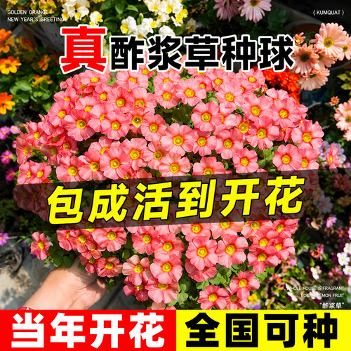 酢浆草盆栽带花种球ob桃之辉重瓣